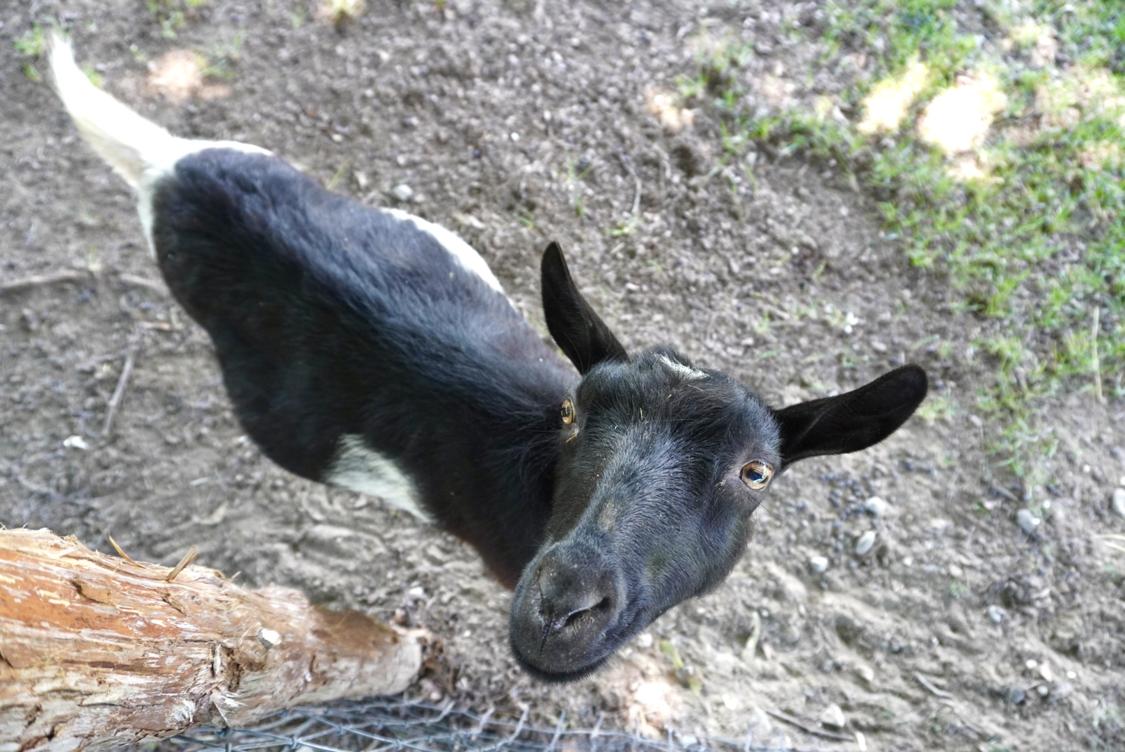 this is a picture of a goat