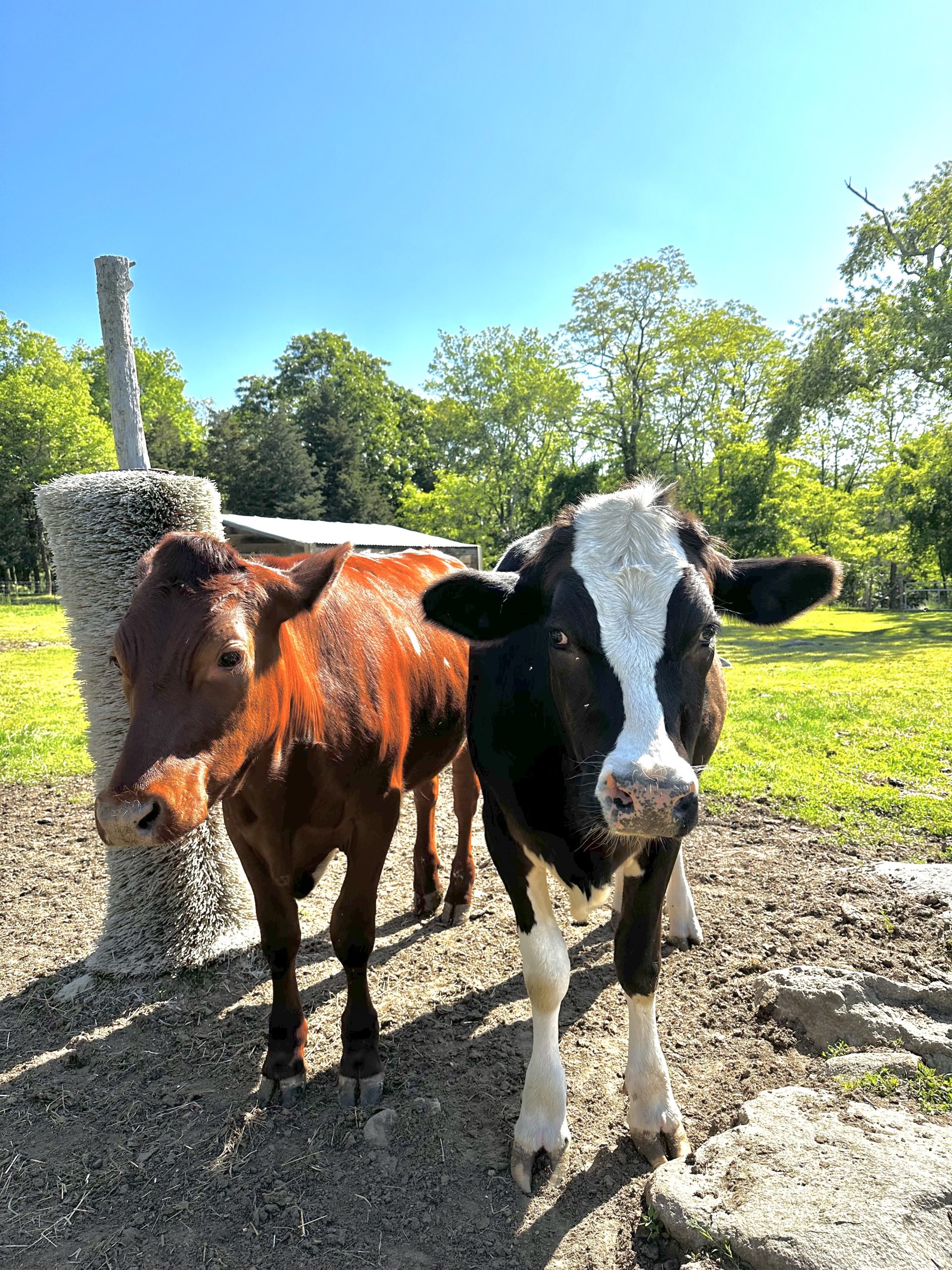 this is an image of two cows that live at Mount Hope Farm in Bristol