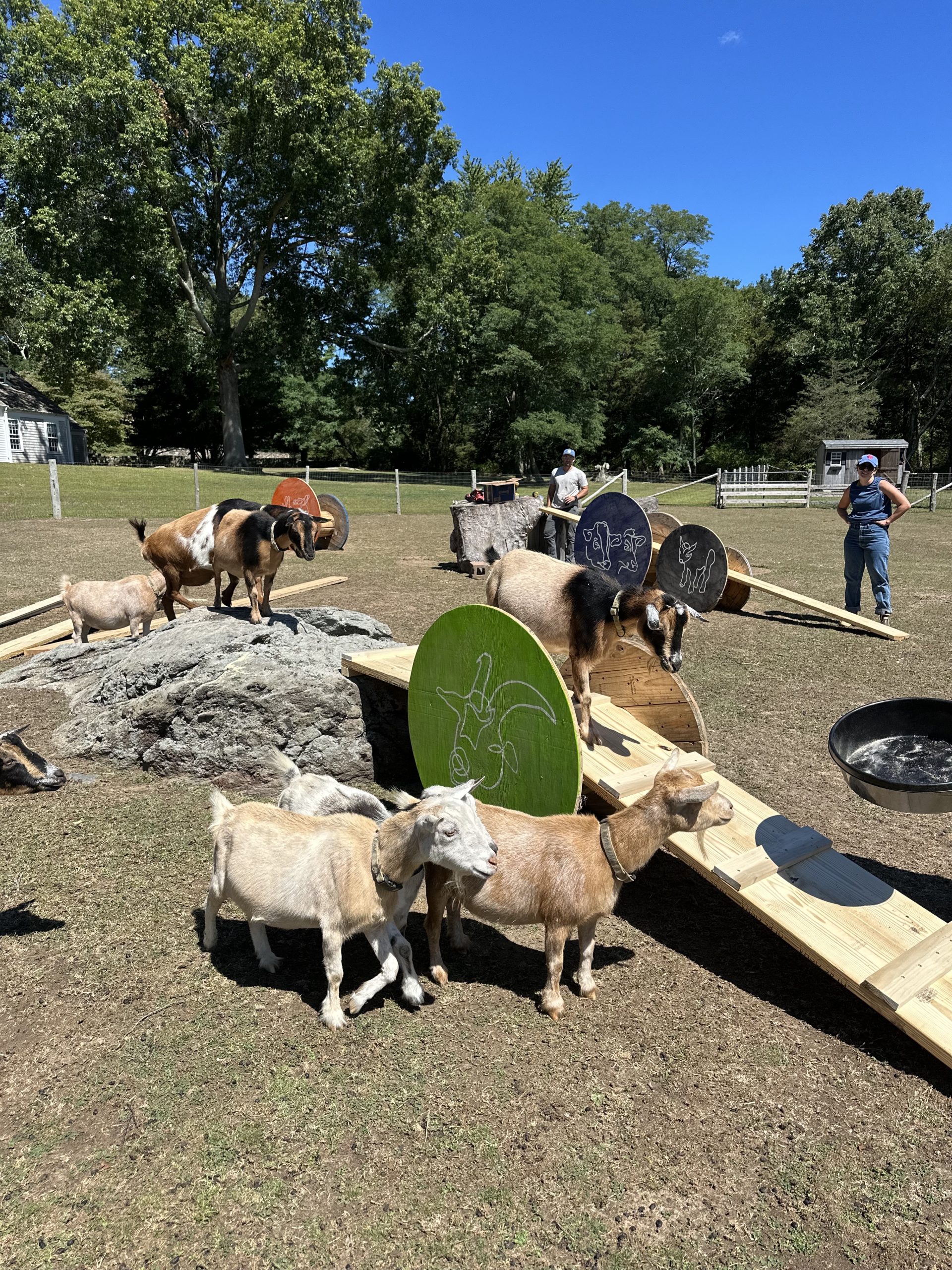 this is a picture of a playground for goats